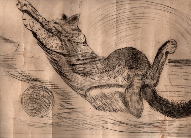 El Gato