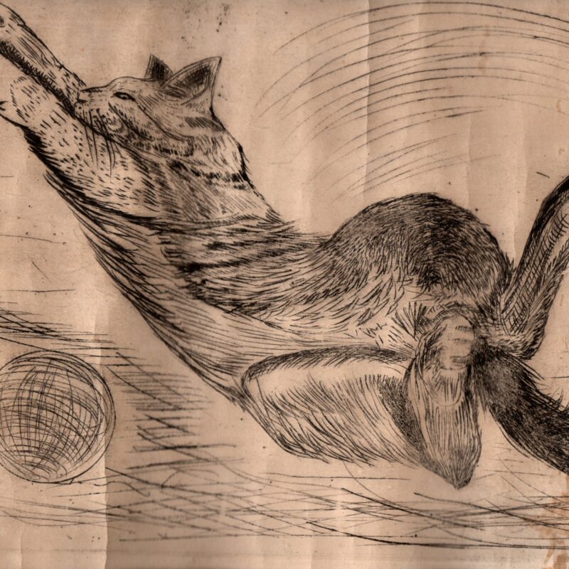 El Gato